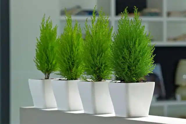 В условиях квартиры можно с успехом выращивать западную и складчатую тую