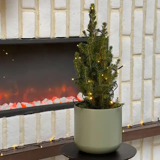 В сезон карликовые ели можно выставлять в сад, а на Новый год заносить в дом и даже наряжать, но после праздника, все-таки, нужно вернуть в благоприятные для нее прохладные условия