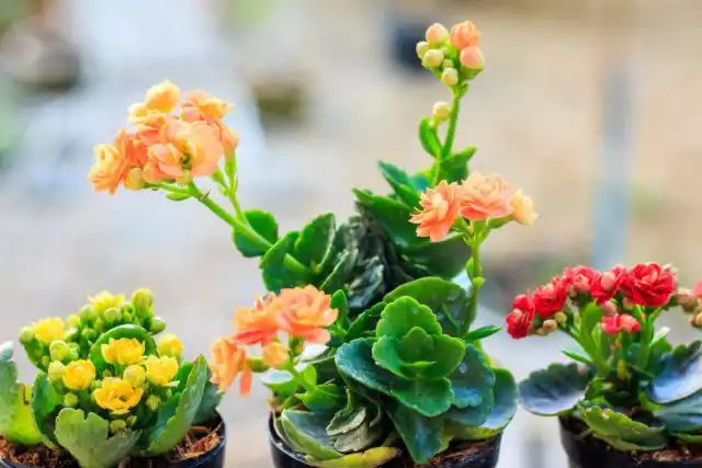 Каланхоэ Блоссфельда - восхитительно цветущий суккулент, который можно встретить, наверное, в каждом цветочном магазине