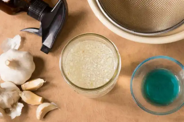 Настой из чеснока способен отпугнуть мошек от ваших растений