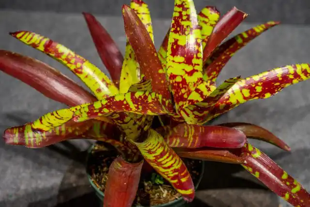 Неорегелия «Гуакамоле» (Neoregelia ‘Guacamole’)