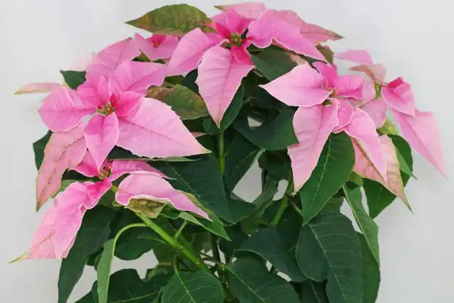 Пуансеттия (Euphorbia pulcherrima)