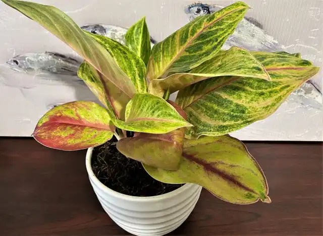 Аглаонема «Голден флюорит» (Aglaonema 'Golden Fluorite')