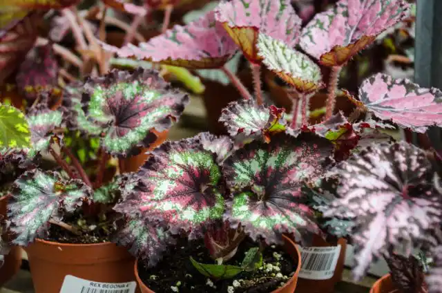 Бегония Рекс (Begonia rex)