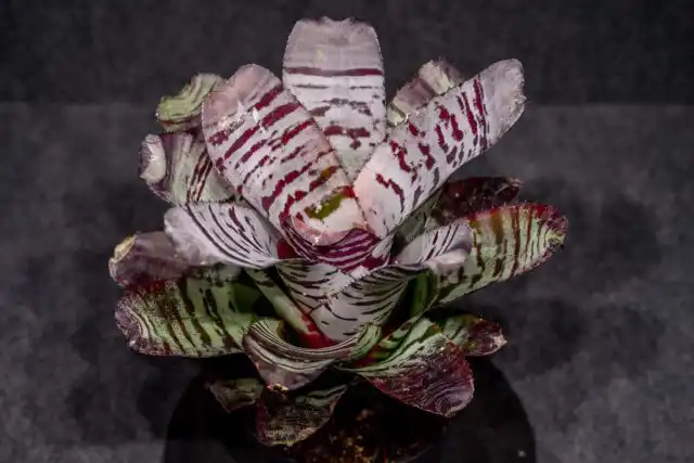 Эхмея (Aechmea fulgens)