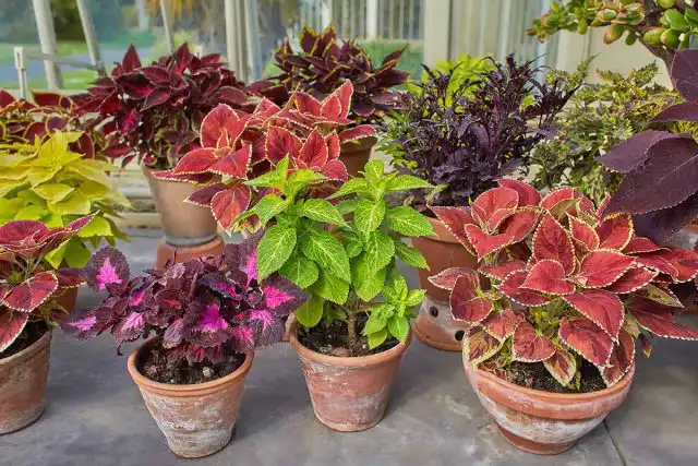 Колеус (Coleus)