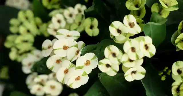 Как правило, чем обильнее выделяется густое, белое «молочко» на срезах, тем более опасно растение