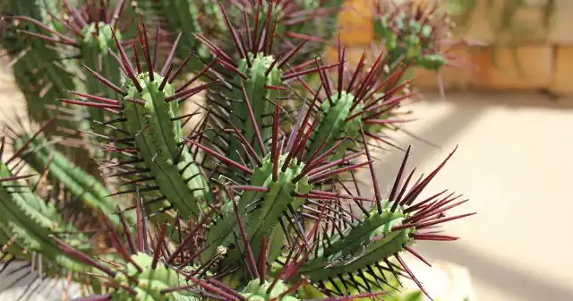 Молочай энопла