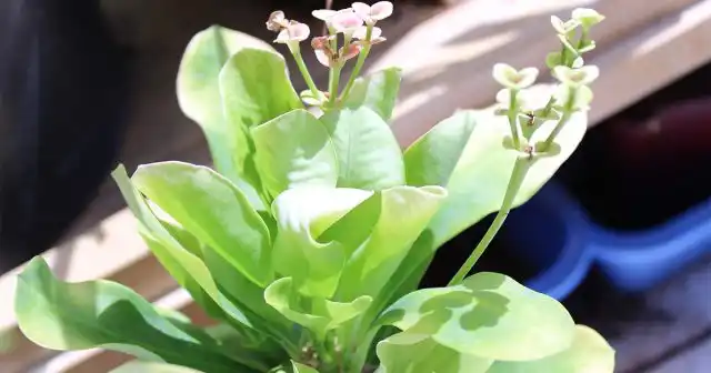 Молочай гребенчатый