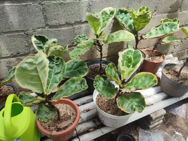 Пестролистная форма - фикус лировидный «Вариегата» (Ficus lyrata 'Variegata')
