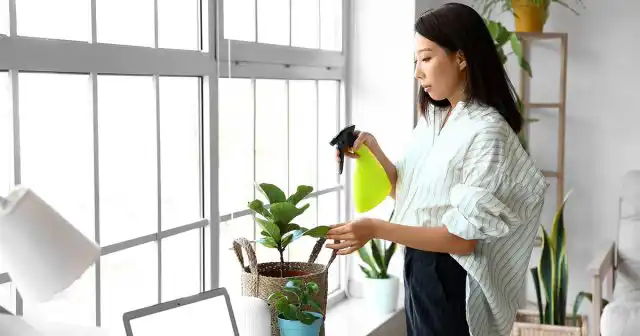 Постоянная влажность – это одно из основных условий развития почвенных комариков, личинки которых погибают в сухом субстрате