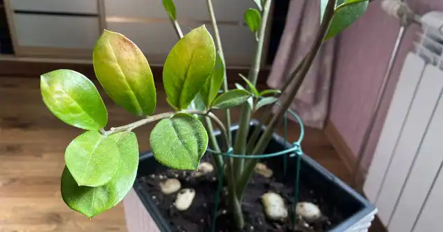 Замиокулькас может пострадать от недостатка поливов, если это сочетается с очень сухим воздухом и высокой температурой