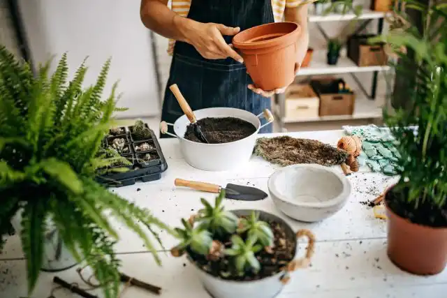 Всякий раз, когда вы смешиваете торф с кокосовой койрой, не забудьте добавить вермикулит или перлит