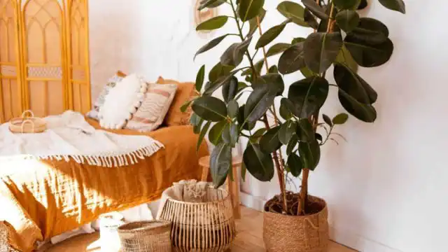 Фикус каучуконосный