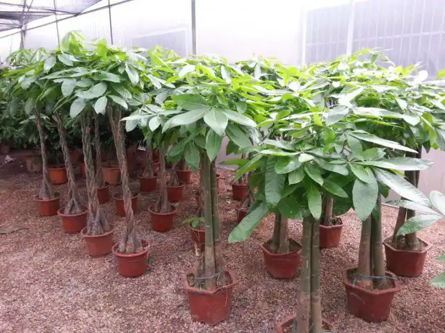 Пахира водная