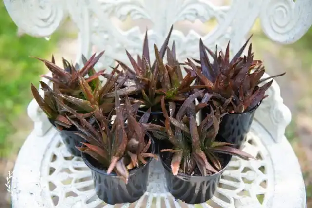 Алоэ «Блэк Джем» (Aloe 'Black Gem' удивит своей способностью менять расцветку в зависимости от освещенности