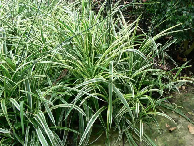Хлорофитум капский (Chlorophytum capense) легко укоренить через розетку с воздушными корнями
