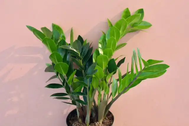 Красавец замиокулькас (Zamioculcas) являет собой всю роскошь темно-зеленого глянца и при этом не требует частых поливов