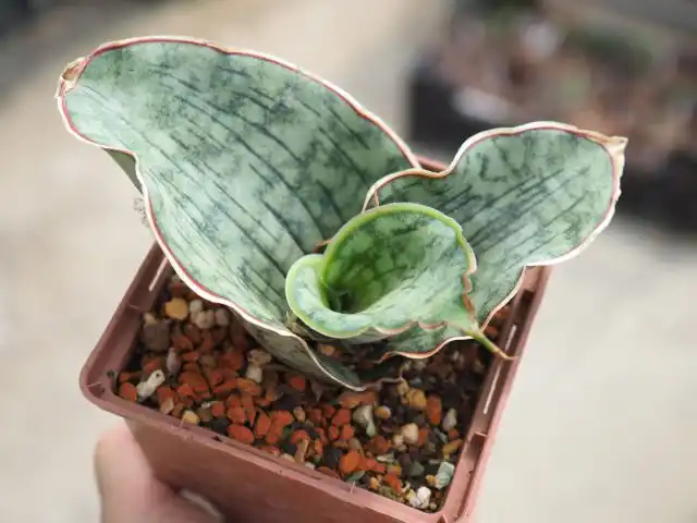 Миниатюрная сансевиерия Кирки (Sansevieria kirki) обладает милейшими волнистыми листьями