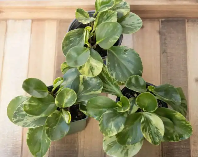 Пеперомия туполистная (Peperomia obtusifolia) самая неприхотливая из всех видов