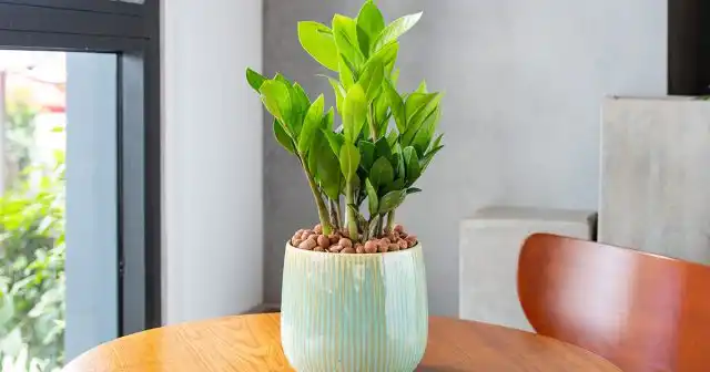 Замиокулькас (Zamioculcas)
