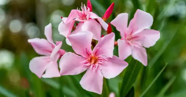 Олеандр (Nerium oleander)