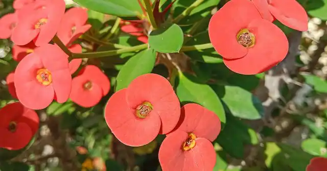 Молочай Миля (Euphorbia milii)