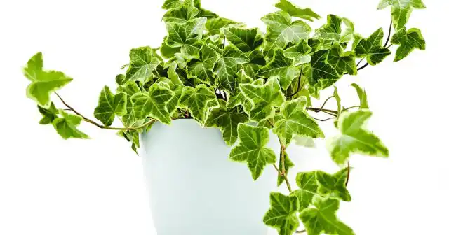 Плющ обыкновенный, или Плющ английский (Hedera helix)