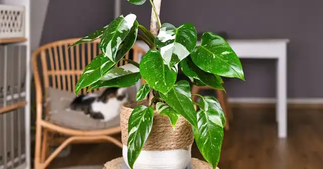 Филодендрон красноватый "Вайт Принцесс" (Philodendron erubescens 'White Princess')