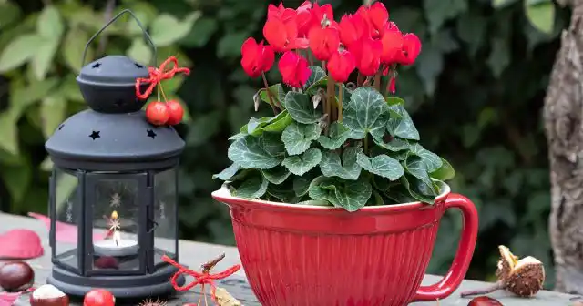 Цикламен (Cyclamen)