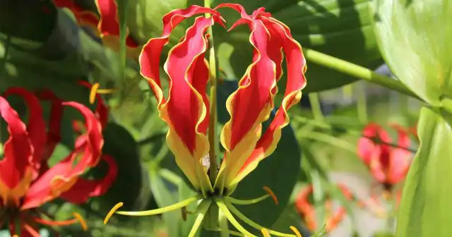 Глориоза (Gloriosa)