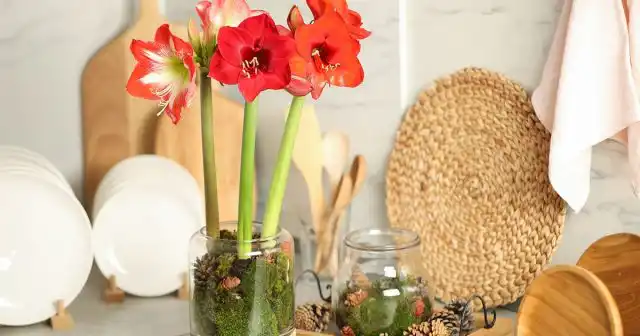 Амариллис (Amaryllis)