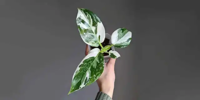 Филодендрон «Вайт Визард» (Рhilodendron ‘White Wizzard’)