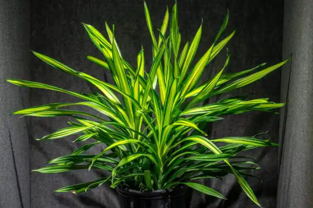 Драцена «Лимон Лайм» (Dracena ‘Lemon Lime’)