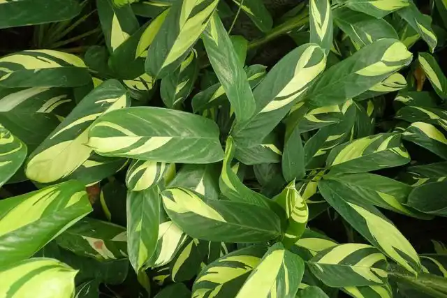 Ктенанта Лубберса (Ctenanthe lubbersiana)