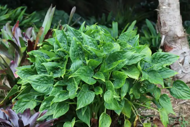 Алоказия кукулата или «ладонь Будды» (Alocasia cucullata)
