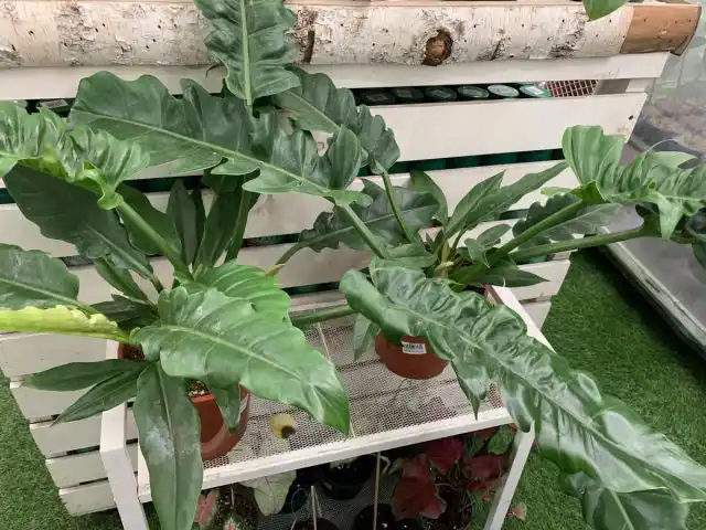 Филодендрон «Нэрроу Эскейп» (Philodendron ‘Narrow Escape’)