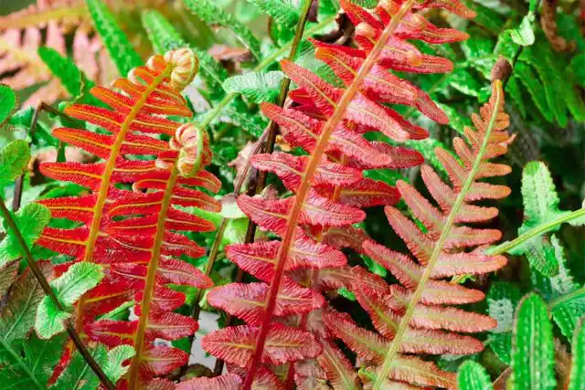 Блехнум бразильский «Вулкано» (Blechnum brasiliense ‘Vulcano’)