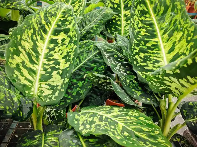 Диффенбахия пятнистая «Рефлектор» (Dieffenbachia maculata 'Reflector')
