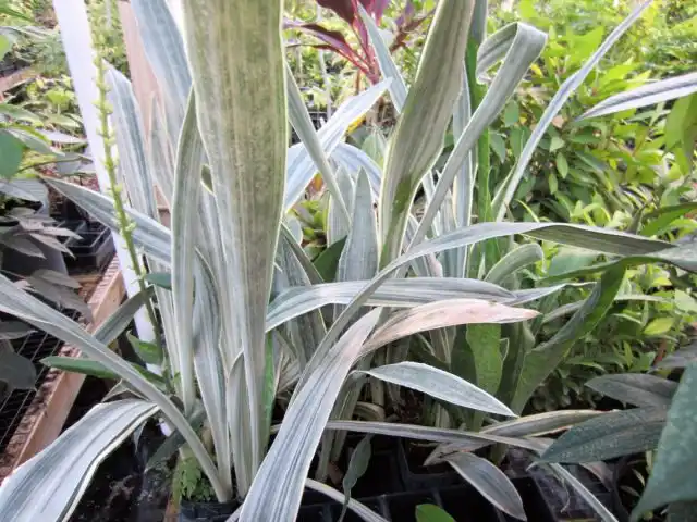 Сансевиерия «Саюри» (Sansevieria ‘Sayuri’)
