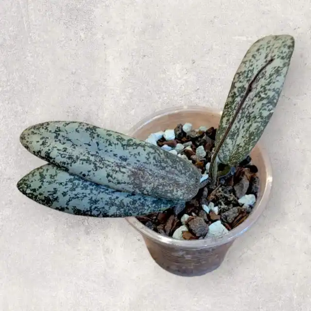 Хойя сигиллатис (Hoya sigillatis)