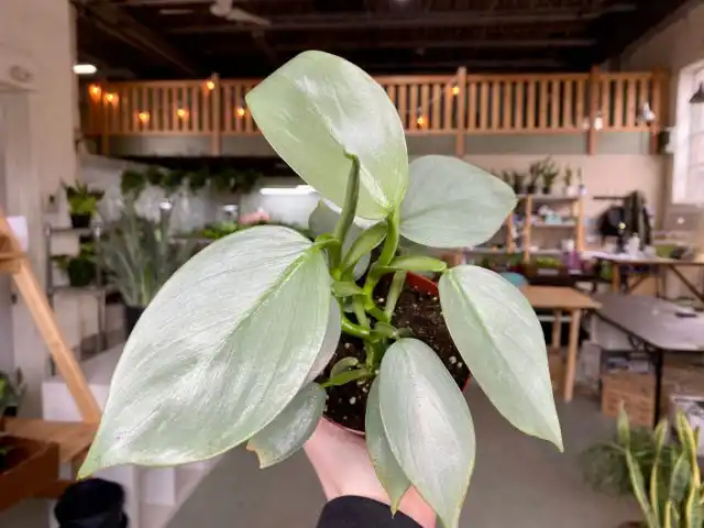 Филодендрон «Силвер Сворд» (Philodendron ‘Silver Sword’)