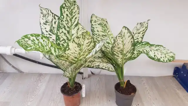 Диффенбахия «Уайт Близзард» (Dieffenbachia 'White Blizzard')