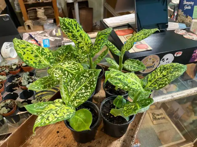 Диффенбахия «Рефлектор» (Dieffenbachia 'Reflector')