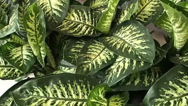 Диффенбахия «Тропик Сноу» (Dieffenbachia 'Tropic Snow')
