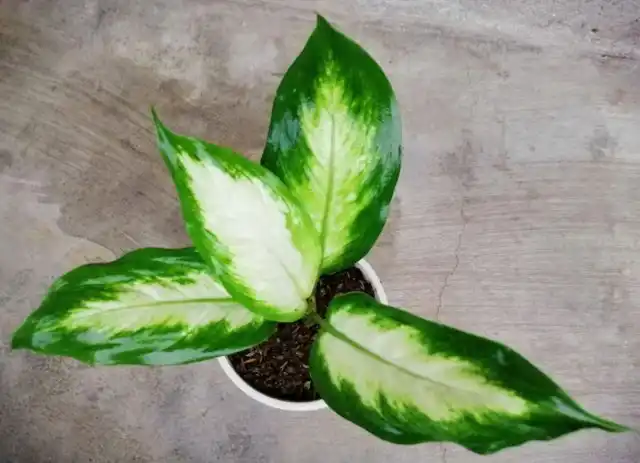 Диффенбахия «Камилла» (Dieffenbachia 'Camille')