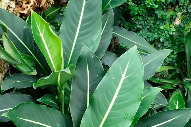 Диффенбахия Леопольда (Dieffenbachia leopoldii W.Bull)