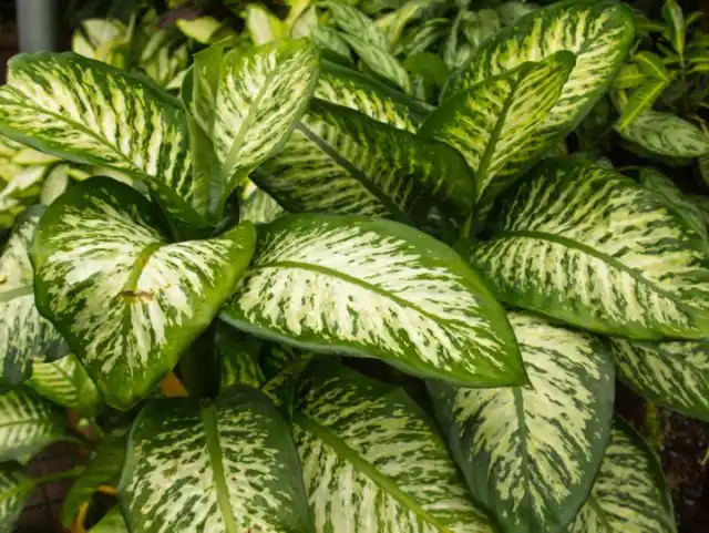 Диффенбахия «Мароба» (Dieffenbachia 'Maroba')