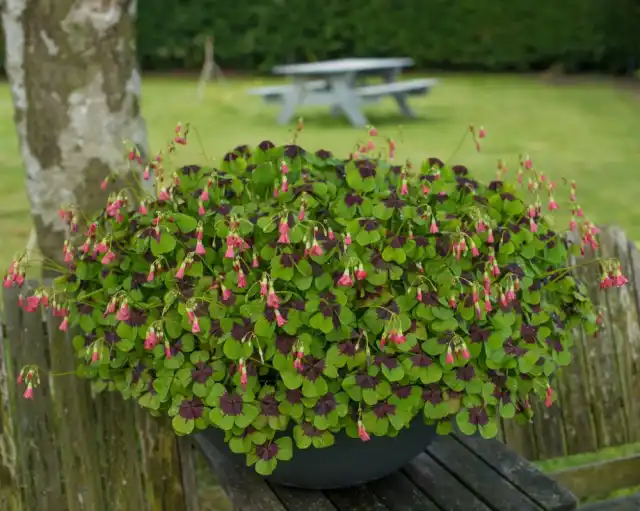 Кислица четырехлистная «Айрон Кросс» (Oxalis tetraphylla 'Iron Cross')