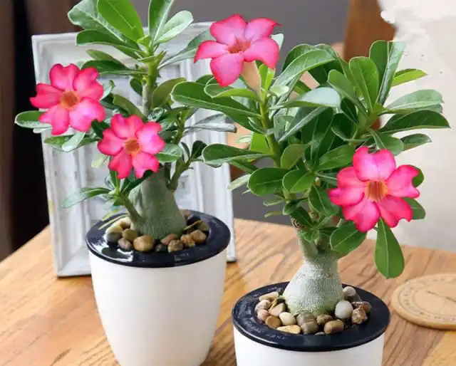 Адениум тучный (Adenium obesum)